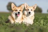 CORGI PEMBROKE 660